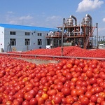 Tomato Juice/Sauce/Paste Production Line